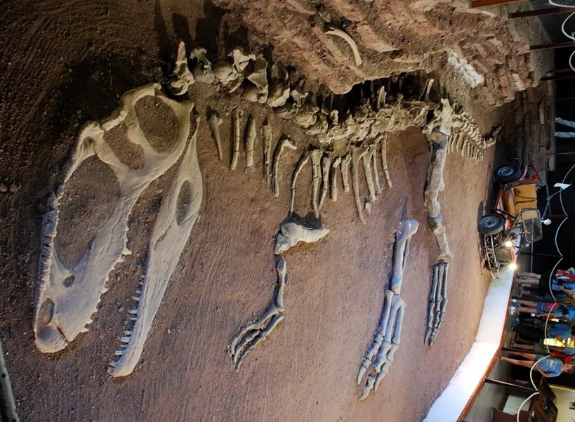 Ohromná kostra typového exempláře druhu Giganotosaurus carolinii, zde s restaurovanou lebkou, kostrou přední končetiny a distální částí kostry zadních končetin. Rekonstrukce v životní velikosti (délka 12,5 metru), umístěná v přízemí Paleontologického