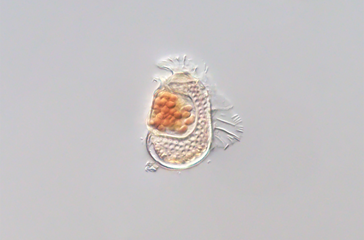 Obrněnka Citharistes regius. Kredit: Takuro Nakayama / University of Tsukuba.