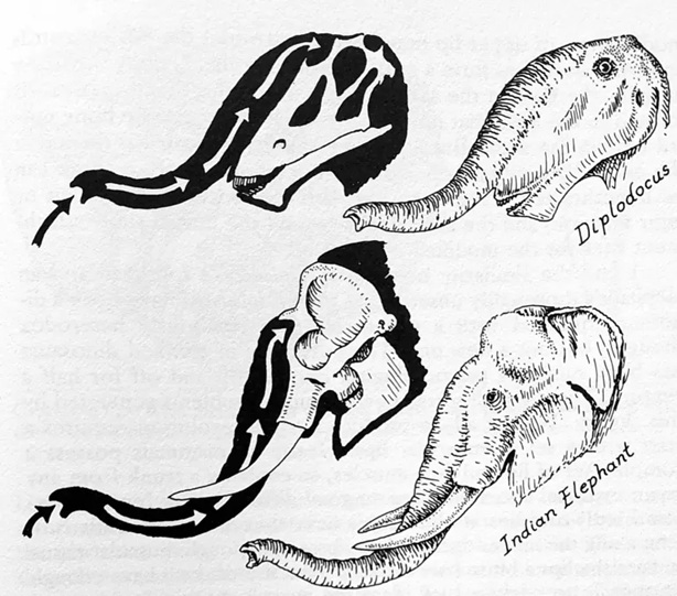 Sloni mají nozdry umístěny vysoko vepředu na lebce, podobně jako například pozdně jurský sauropod Diplodocus. Někteří badatelé si proto před půlstoletím začali představovat, že i druhohorní dinosauři mohli být vybaveni jakýmsi krátkým a pružným chobo