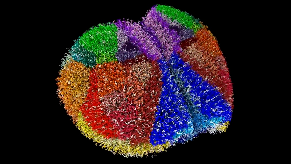 Virtuální mozková kůra myši. Kredit: Isralewitz et al., 2025 via Science Alert.s