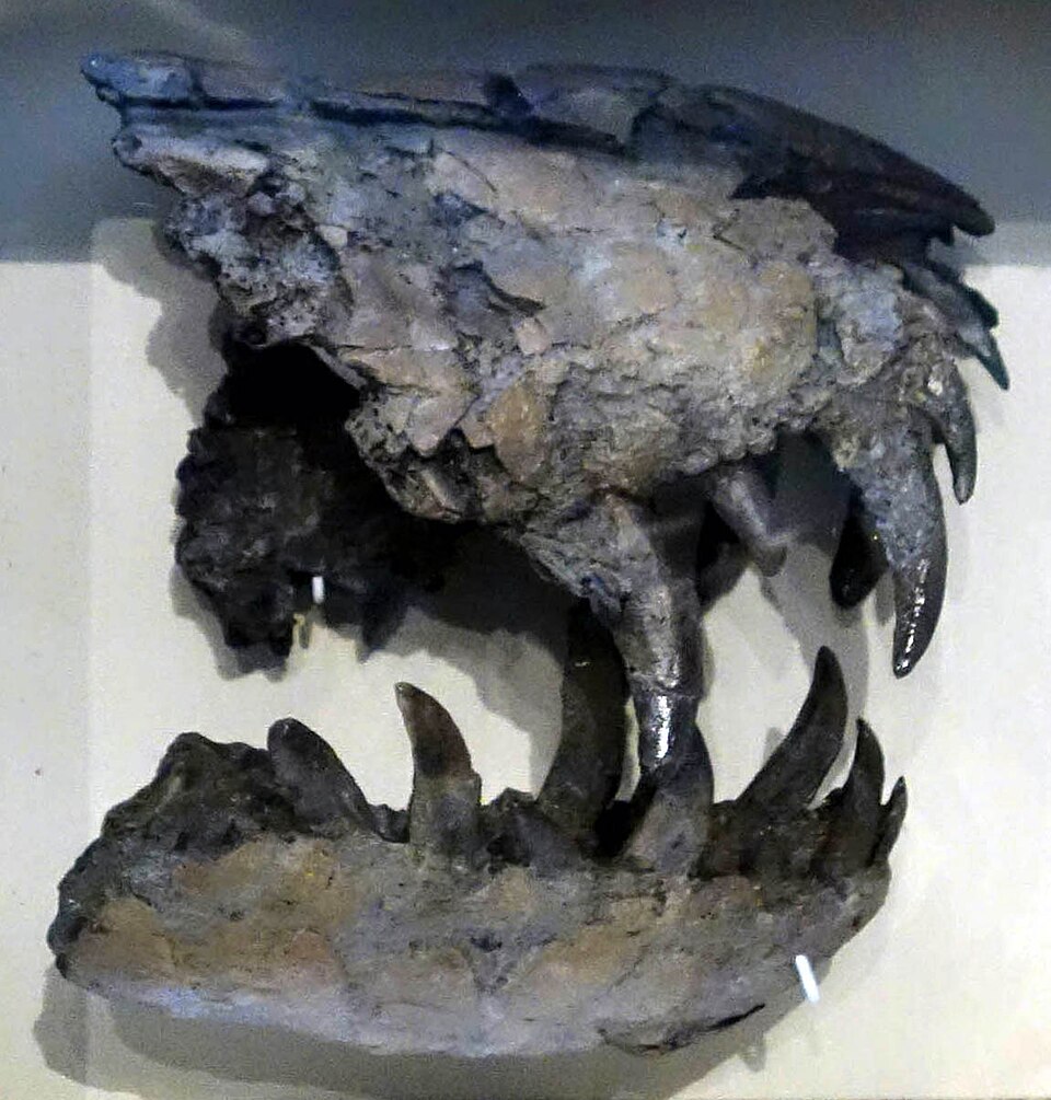 Fosilie „teropoda z Jordanu“, tedy exempláře LACM 28471, objeveného v roce 1966 v sedimentech souvrství Hell Creek ve východní Montaně. Stále není jisté, zda se jedná o samostatný taxon Stygivenator molnari nebo spíše o juvenilní exemplář jiného tyra