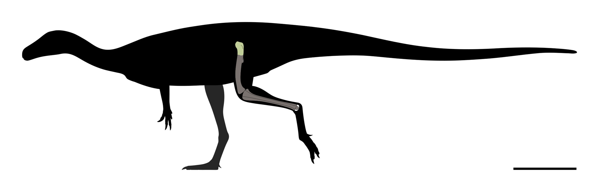 Silueta těla primitivního sauropodomorfa druhu Ahvaytum bahndooiveche s vyznačením fosilních částí kostry, které se u známých exemplářů dochovaly. Tento malý dinosaurus žil v době před zhruba 230 miliony let na území současného amerického státu Wyomi