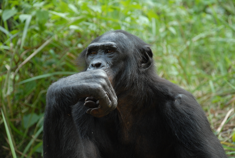 Šimpanz bonobo  aneb „dva v jednom“ –  mírumilovný příbuzný i  krvežíznivá bestie. Foto Pierre Fidenci, CC BY-SA 2.5