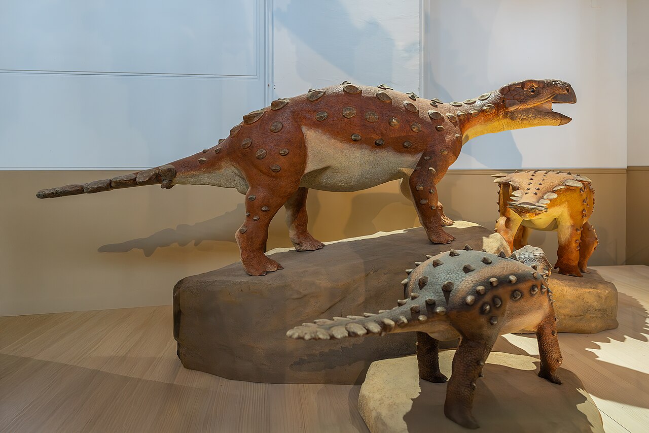 Modely trojice jedinců druhu Antarctopelta oliveroi v muzejní expozici Chilského přírodovědného muzea v Santiago de Chile. Jednalo se o zástupce vývojového kladu Parankylosauria, do nějž dnes řadíme ještě rod Stegouros z Chile a Kunbarrasaurus z Aust