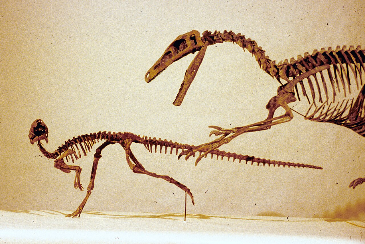 Starší rekonstrukce kostry troodontidního teropoda druhu Stenonychosaurus inequalis (vpravo) a jeho kořisti, malého ptakopánvého thescelosauridního dinosaura druhu Orodromeus makelai. Kredit: Kenneth Carpenter; Wikipedia (CC BY-SA 4.0)