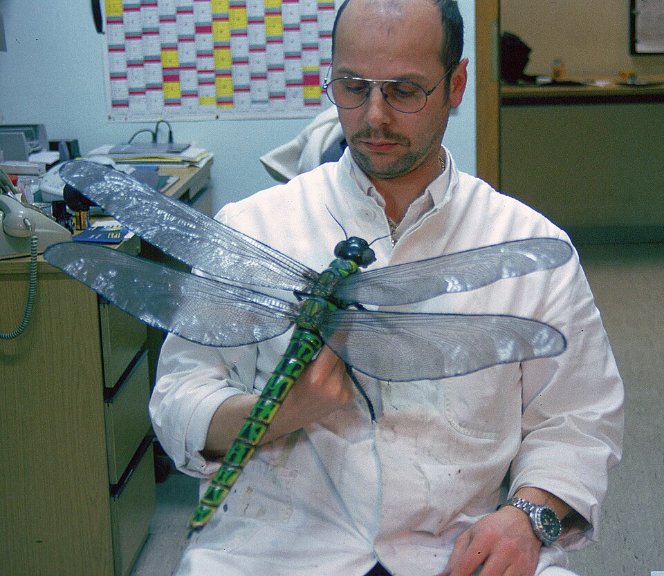 Krasavec meganeuropsis. Kredit: Werner Kraus, Wikimedia Commons, CC BY-SA 4.0.