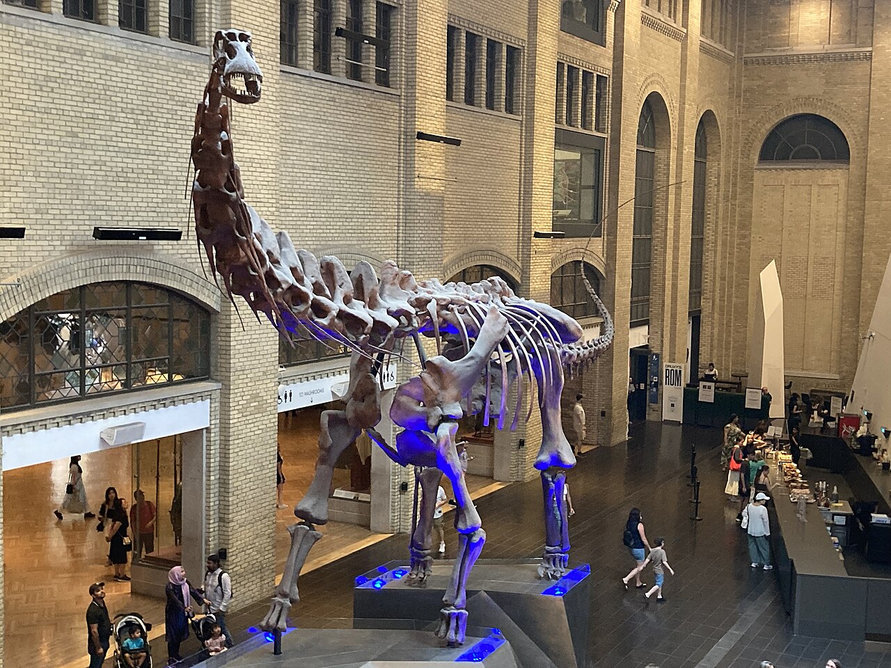 Rekonstruovaná kostra titanosaurního sauropoda druhu Futalognkosaurus dukei v expozici Královského ontarijského muzea v Torontu. Tento snímek dokládá, jak masivním a velkým tvorem tento několik desítek tun vážící dinosaurus ve skutečnosti byl. Kredit