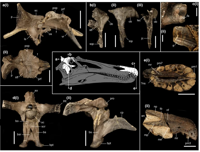Typový exemplář nově popsaného spinosaurida druhu Ceratosuchops inferodios. Lebeční fragmenty patřily až 8 metrů dlouhému predátorovi, lovícímu v období rané křídy převážně vodní obratlovce. Kredit: Dan Folkes; Wikipedia (CC0 1.0).