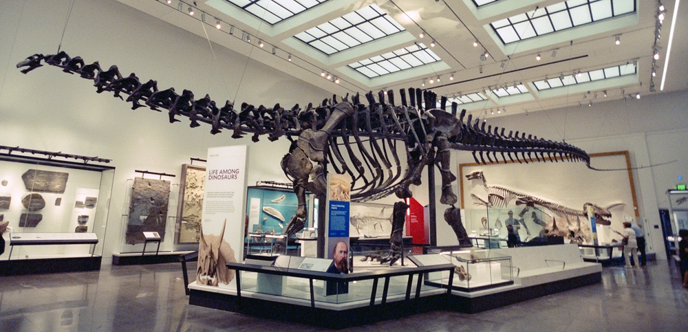 Typový exemplář druhu Brontosaurus excelsus (YPM 1980), na snímku již po modernizaci anatomické stavby skeletu z roku 2020. Kostra je umístěna v expozici instituce Peabody Museum of Natural History při Yaleově univerzitě. Kredit: Matthew Bellemare; W