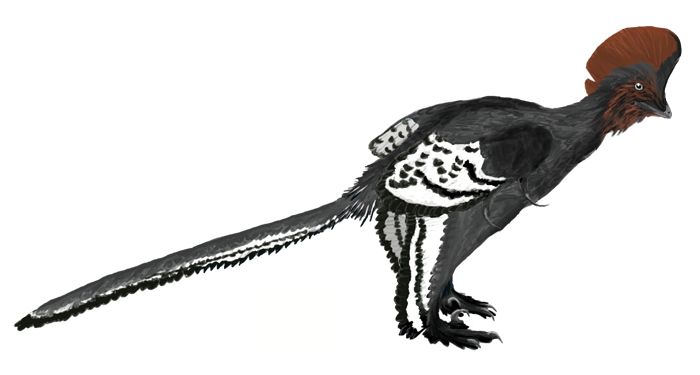 Anchiornis huxleyi, dinosauĹ™Ă­ trpaslĂ­k z ÄŤĂ­nskĂ© svrchnĂ­ jury. Nebyl o mnoho vÄ›tĹˇĂ­ a tÄ›ĹľĹˇĂ­ neĹľ dneĹˇnĂ­ vrabec. Kredit: Matthew Martyniuk, licence CC BY 3.0 (Wikipedie)