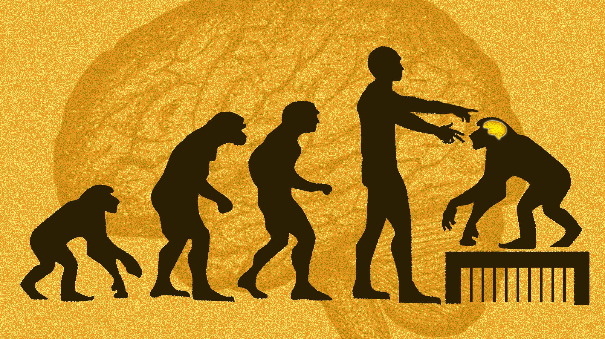 Co nám řeknou opice s lidským mozkovým genem? Kredit: Ms. Tech; Evolution / Wikimedia Commons.