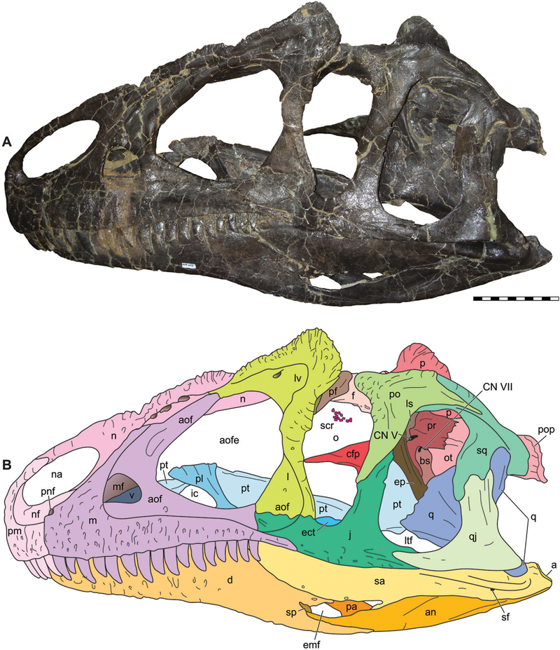 Lebka nově popsaného teropoda druhu Allosaurus jimmadseni. Na rozdíl od svého geologicky mírně mladšího příbuzného druhu Allosaurus fragilis měl tento dravý dinosaurus relativně užší a méně mohutnou lebku. Jeho čelistní stisk byl nejspíš mírně slabší