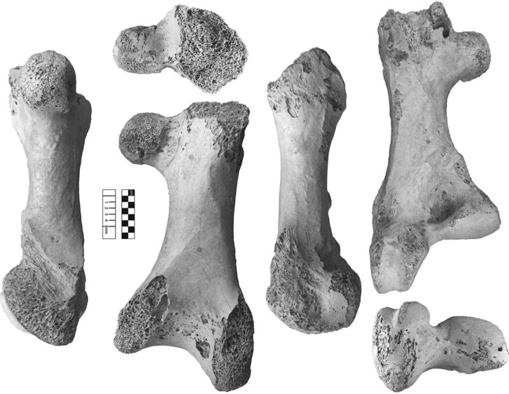 Stehenní kost druhu Vorombe titan, exemplář s katalogovým označením NHMUK A439 z lokality Itampolo. Právě na základě mohutnosti a rozměrů této kosti byla odhadnuta hmotnost jejího původce až na hodnoty kolem 800 kilogramů. Kredit: James P. Hansford a