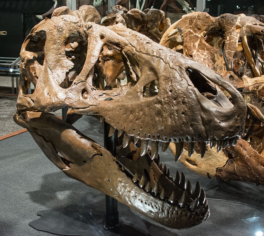 Rekonstruovaná lebka exempláře MOR 1125 („B-rex“), v době smrti asi osmnáctileté gravidní tyranosauřice, která nám zřejmě přes dálavy geologického času zanechala nejen své fosilní kosti, ale i nějakou tu biomolekulu a měkkou tkáň. Skutečný vánoční dá