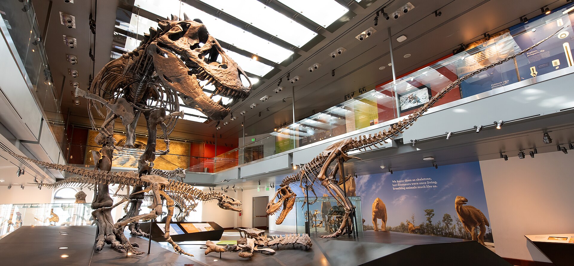 Expozice se třemi tyranosauridy v instituci Natural History Museum of Los Angeles County. K novému výzkumu, který odhalil původní tělesnou teplotu druhu Tyrannosaurus rex, byly využity i fosilie zde největšího (ačkoliv ještě subadultního) exempláře L