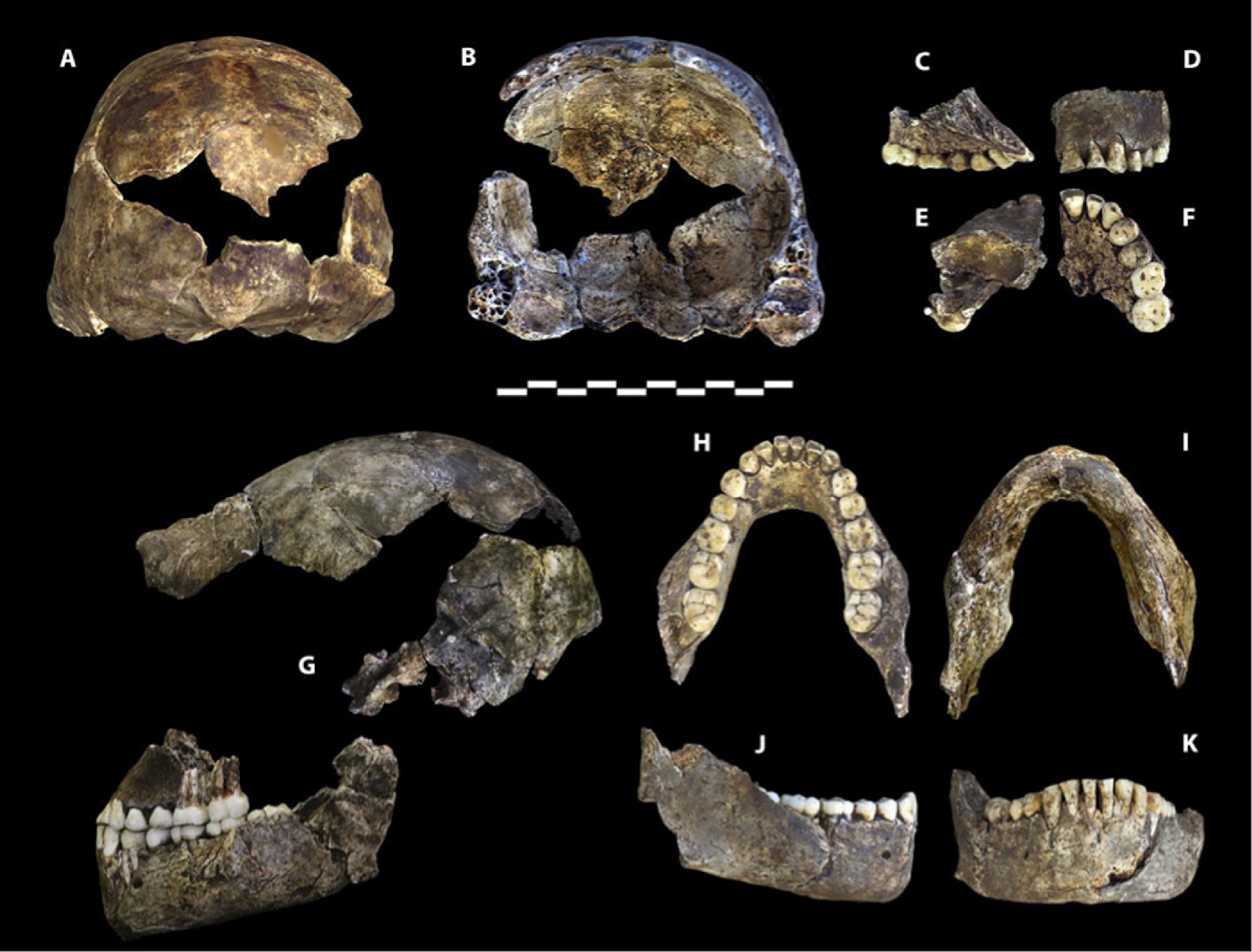 NĂˇlezy lebek a dolnĂ­ch ÄŤelistĂ­ Homo naledi (podle Berger et al., DOI: 10.7554/eLife.09560.019)