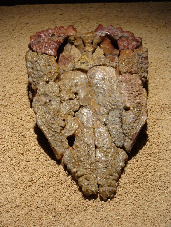 Horní část lebky s výraznou ornamentací, která tomuto pachycefalosaurovi vynesla jeho vědecké rodové jméno. Goyocephale lattimorei byl jedním z několika známých mongolských tlustolebých dinosaurů, žijících v období pozdní křídy na území dnešní pouště