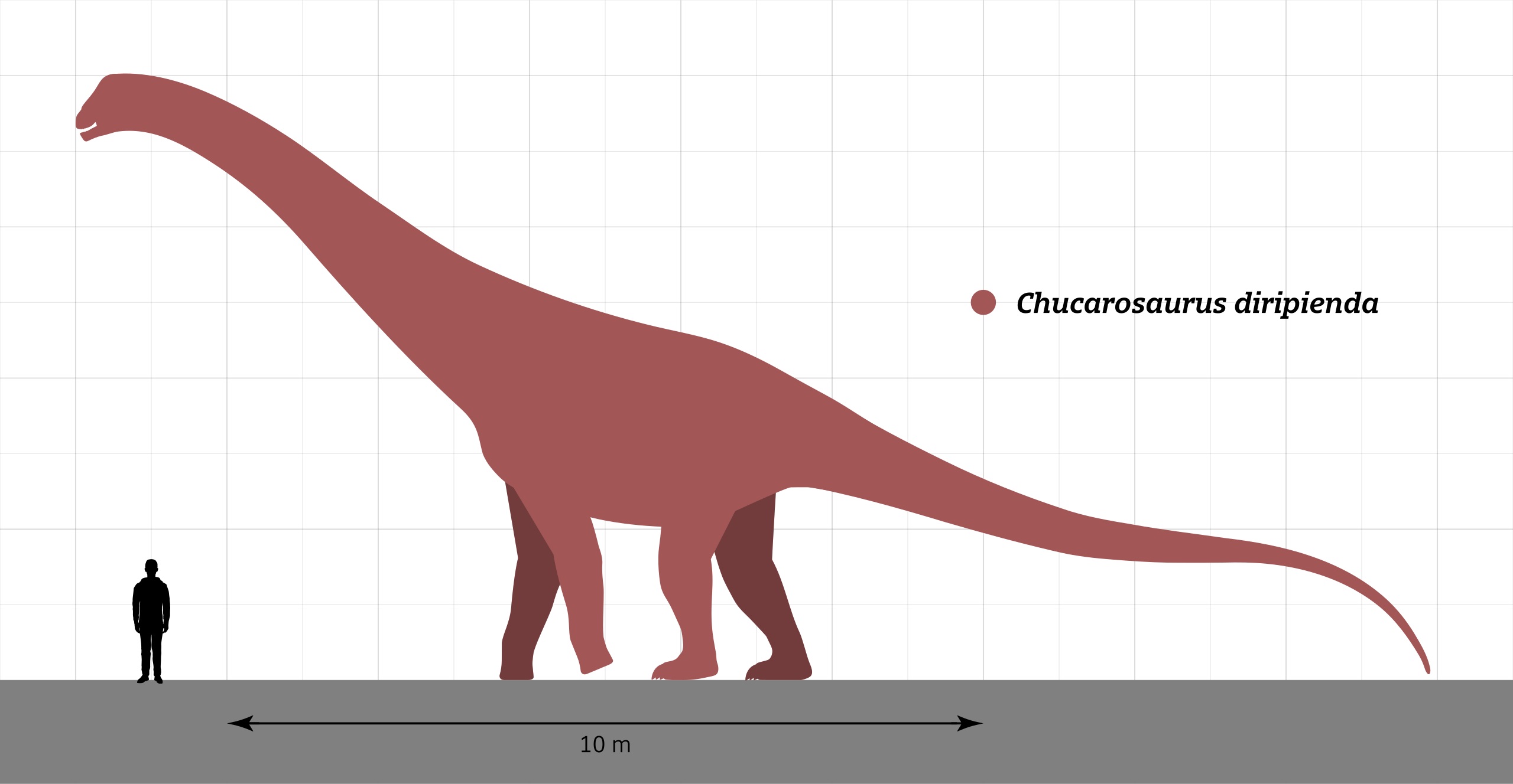 Rekonstrukce přibližného tvaru těla a velikosti nově popsaného titanosaurního sauropoda druhu Chucarosaurus diripienda. I s délkou přes 20 metrů a hmotností v řádu desítek tun byl výrazně menší než jeho současník Argentinosaurus, žijící ve stejných e