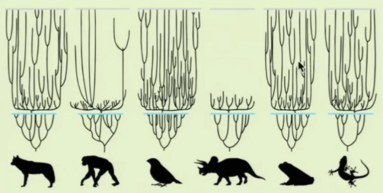 Kreacionismus paradoxnÄ› vyĹľaduje o mnoho Ĺ™ĂˇdĹŻ rychlejĹˇĂ­ prĹŻbÄ›h evoluce: VÂ pĂˇr tisĂ­ci letech od potopy svÄ›ta se musely ze zachrĂˇnÄ›nĂ˝ch druhĹŻ vyvinout miliony novĂ˝ch druhĹŻ ĹľivoÄŤichĹŻ a rostlin a dostat se na souÄŤasnĂˇ mĂ­sta vĂ˝sk