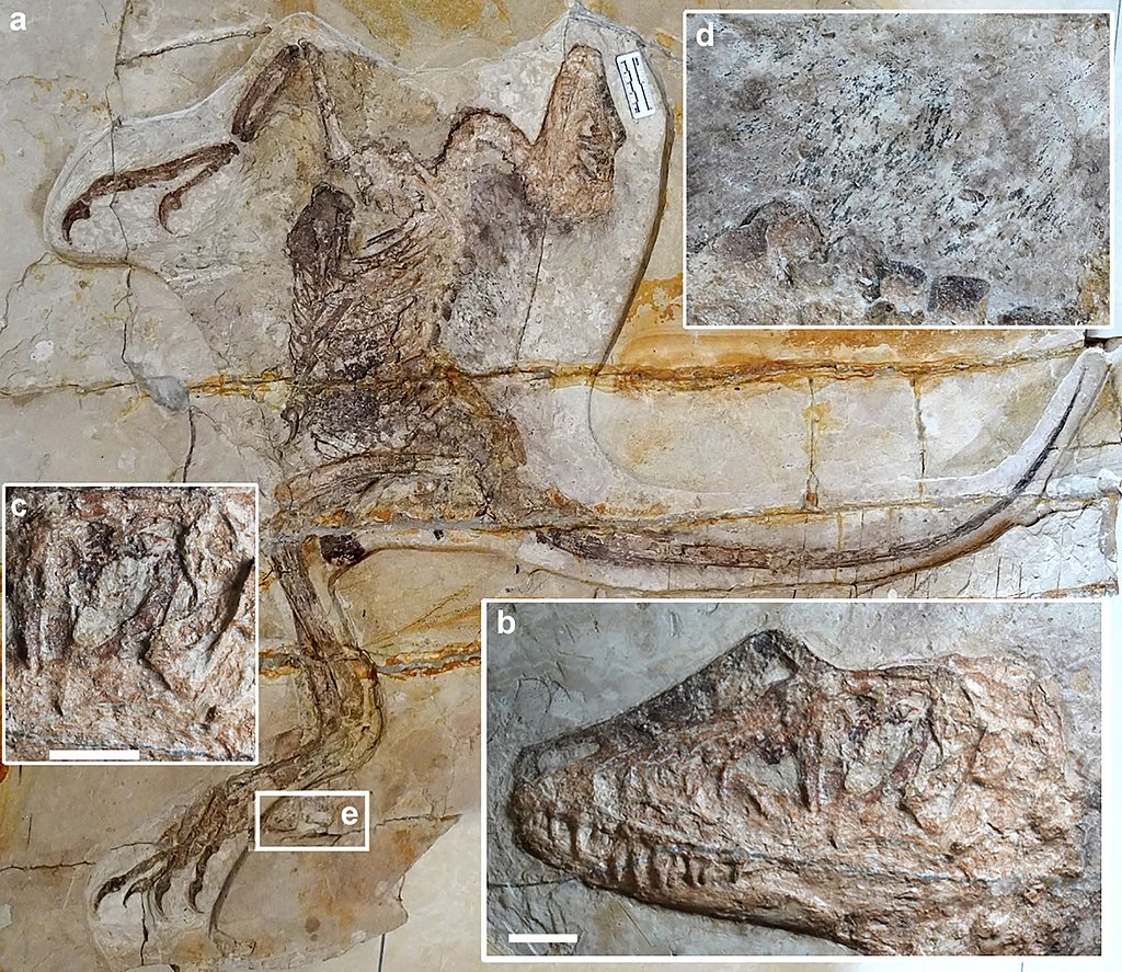 Nádherně dochovaná fosilie dromeosauridního teropoda druhu Daurlong wangi. Tento asi 1,5 metru dlouhý dravec běhal po území současné severovýchodní Číny v době před 121 miliony let. Kredit: X. Wang, A. Cau, B. Guo, F. Ma, G. Qing, & Y. Liu; Wikipedia