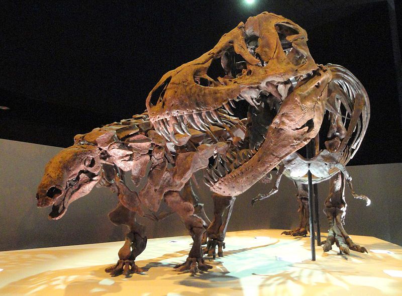 Denversaurus byl součástí tzv. lancijské fauny, představující poslední populace neptačích dinosaurů na úplném konci křídového období v Laramidii. Zde v expozici muzea v Dallasu, spolu s exemplářem druhu T. rex, známém jako „Wyrex“ (zajímavého tím, že