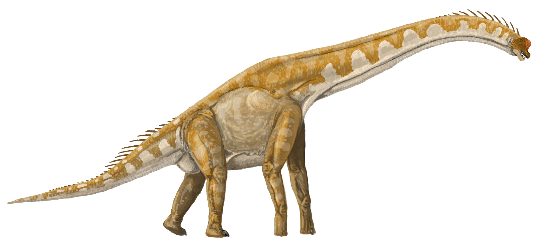 Dokonce i obří brachiosauridní sauropodi, jako byl tento Giraffatitan brancai, byli na svoji velikost poměrně lehcí. Při relativní hustotě těla kolem 0,93 vážil dospělý jedinec tohoto dlouhokrkého giganta „jen“ kolem 35 tun. Tento blízký příbuzný sev