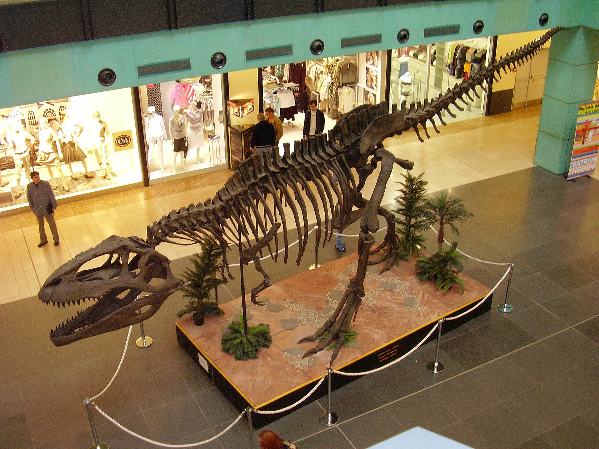 Rekonstruovaná kostra obřího karcharodontosaurida druhu Giganotosaurus carolinii, vystavená v roce 2007 v pražském nákupním centru Chodov. Obří kostra má špatně smontované přední končetiny, ty by měly ve skutečnosti směřovat „dlaněmi k sobě“. Délka l