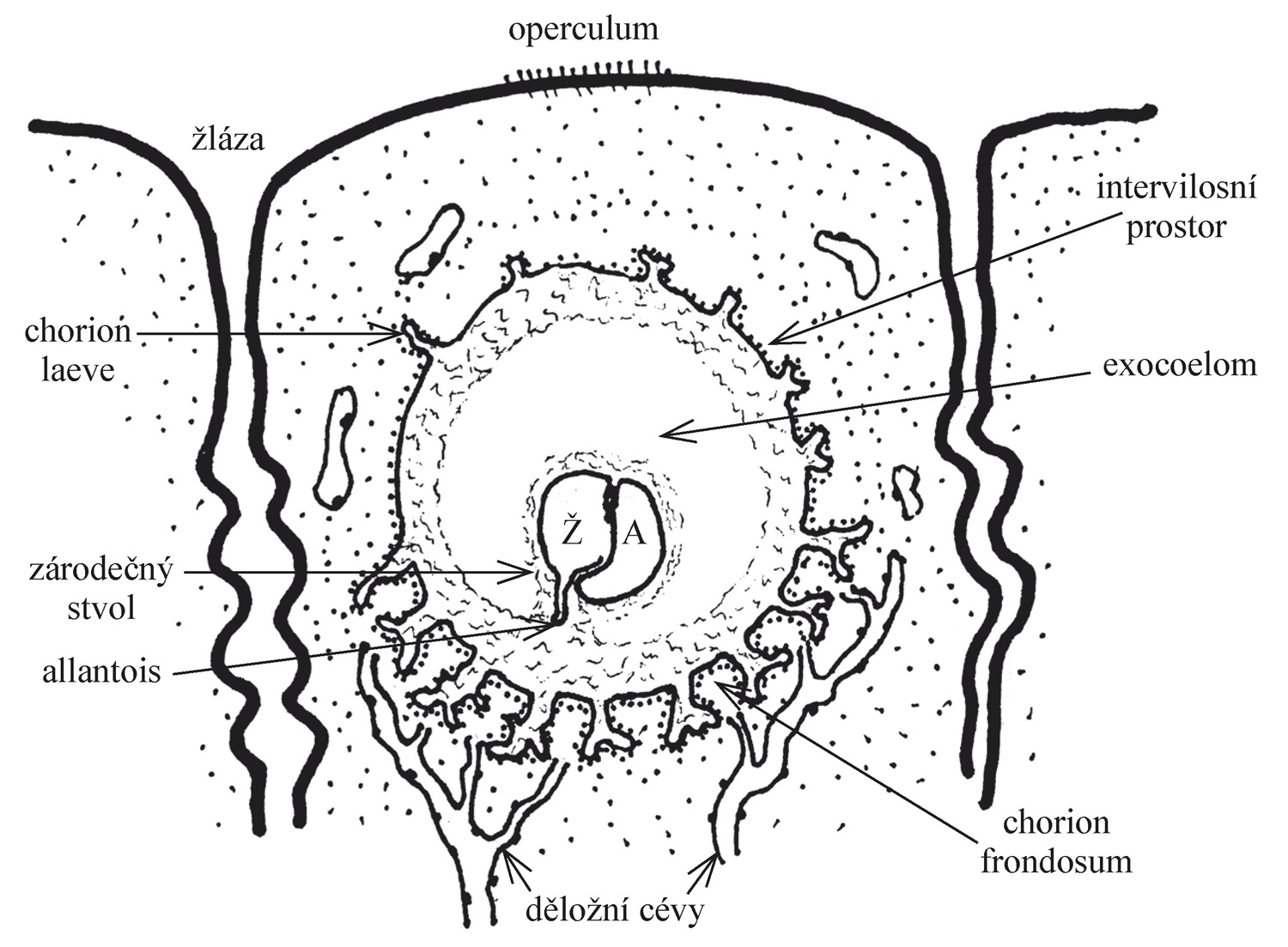 Schéma lidského embrya po uhnízdění ve sliznici dělohy. Dno amniového váčku (A) slouží jako základ ektodermu (epidermis, nervová soustava), zatímco ze stropu žloutkového váčku (Ž) se vyvíjí entoderm (trávicí a dýchací systém). Ještě než žloutkový váč