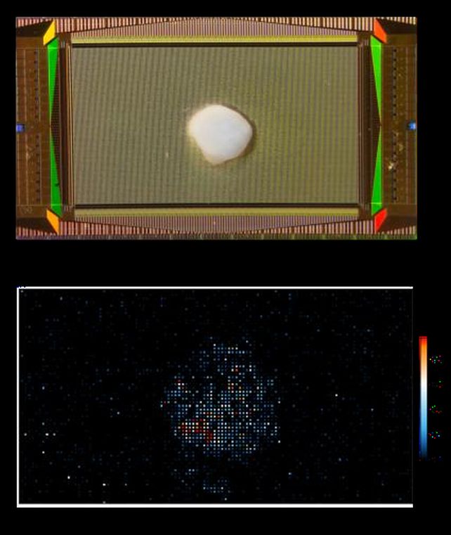 Mozkový organoid na čipu a jeho neurální aktivita. Kredit: Cai et al. (2023), Nature Electronics.