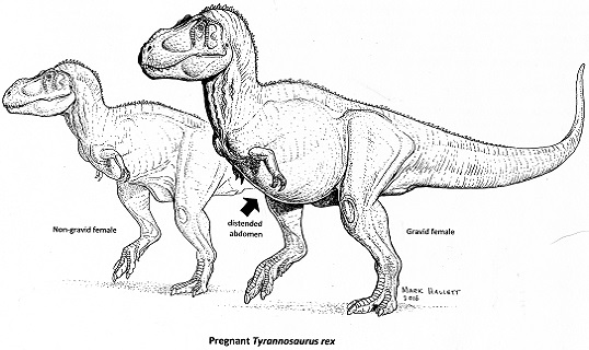 Rekonstrukce vzezĹ™enĂ­ gravidnĂ­ samice druhu Tyrannosaurus rex (vpĹ™edu) a samice, kterĂˇ momentĂˇlnÄ› nenĂ­ v â€žoÄŤekĂˇvĂˇnĂ­â€ś (v pozadĂ­). Jde nicmĂ©nÄ› pouze o ilustrĂˇtorovu fantazii, ve skuteÄŤnosti nemĂˇme tuĹˇenĂ­, jakĂ© stopy na tÄ›lesnĂ