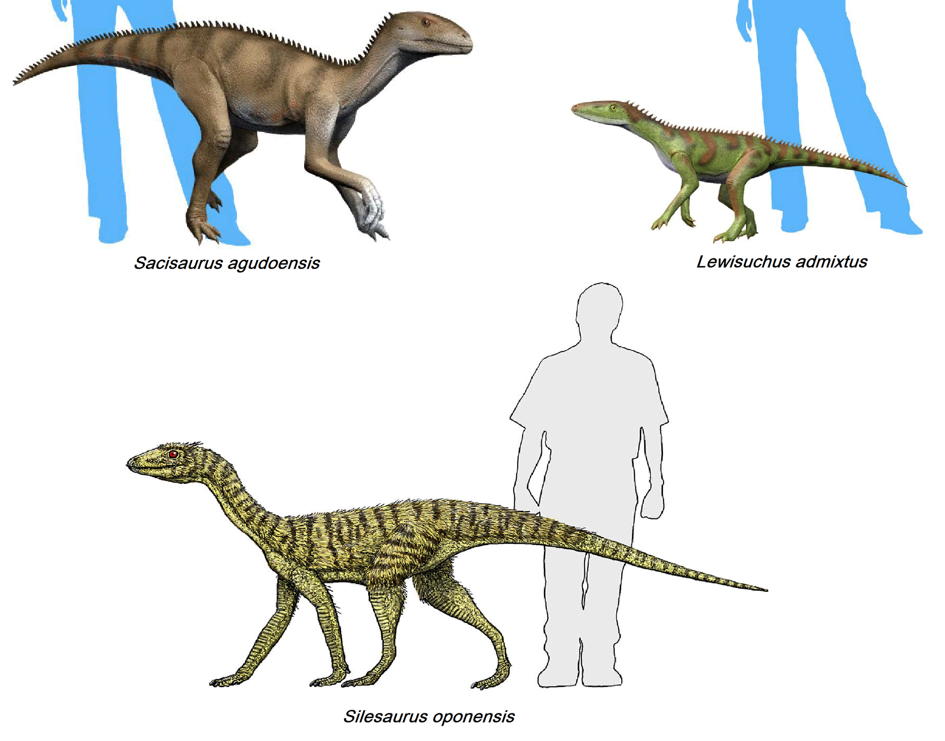 Tři zástupci čeledi Silesauridae, vývojově pokročilých dinosauromorfů velmi blízce příbuzných „pravým“ dinosaurům. Nové výzkumy naznačují, že se dokonce mohlo jednat o přímé vývojové předky všech ptakopánvých dinosaurů (Ornithischia). Kredit: Nobu Ta