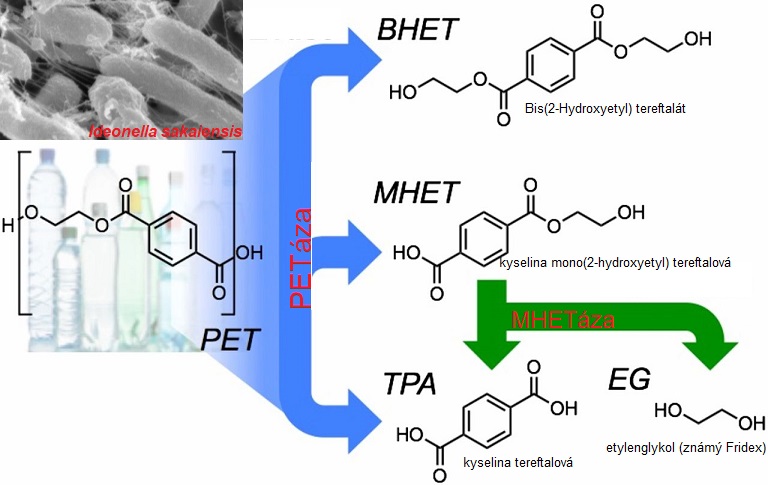 Bakterie Ideonella sakaiensis rozkládá povrch PET pomocí dvou enzymů, PETázy a MHETázy, na etylenglykol (známe ho jako Fridex) a kyselinu tereftalovou. Rozklad je na řešení problému s odpadem příliš pomalý. Bakterie s PETázou upravenou v laboratoři b