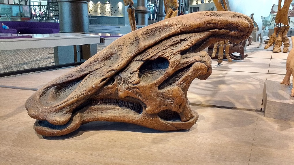 Replika lebky druhu Charonosaurus jiayinensis, velkého lambeosaurina z pozdní křídy severovýchodní Číny. Tento příbuzný známějšího rodu Parasaurolophus ze Severní Ameriky přežil svého slavnějšího „bratránka“ o několik milionů let. Na snímku exponát v