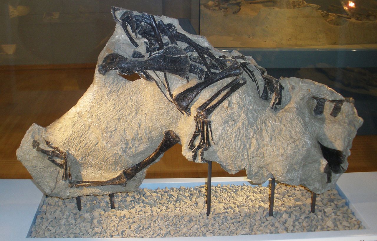 Materiál holotypu druhu Notatesseraeraptor frickensis, objevený v roce 2006 na území švýcarského kantonu Aargau. Jednalo se o malého, vývojově primitivního teropoda, žijícího v období pozdního svrchního triasu, asi před 209 miliony let. Kredit: Ghedo