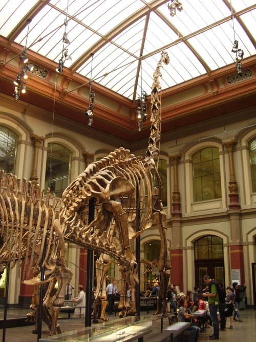 Impozantní exponát druhu Giraffatitan brancai se tyčí nad návštěvníky berlínského Museum für Naturkunde. Lebka této kosterní repliky, složené z fosilních částí více jedinců, se nachází ve výšce třinácti metrů. Zatím záhadný „Arcibiskup“ byl podle nov
