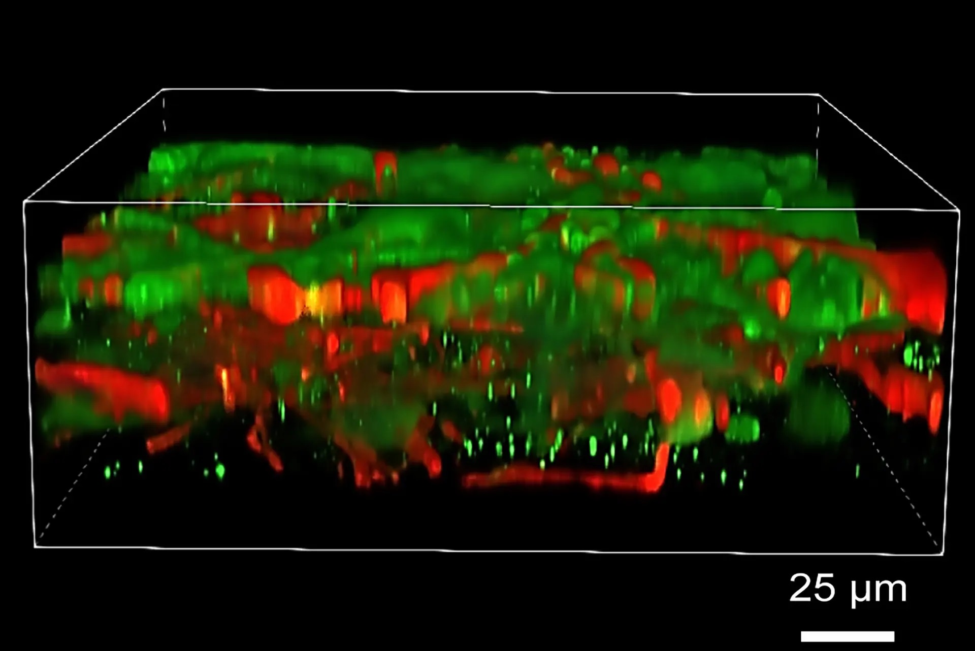 3D tištěná mozková tkáň, která roste. Kredit: Yan et al. (2024), Cell Stem Cell/UW-Madison.