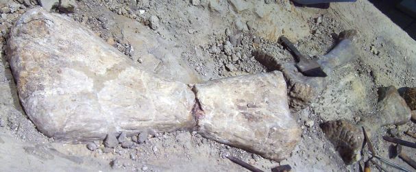 Fosilie kosti pažní, vřetenní a loketní druhu Janenschia robusta v expozici Museum für Naturkunde v Berlíně. Fosilie tohoto středně velkého sauropoda byly objeveny počátkem minulého století ve východoafrickém Tendaguru v sedimentech pozdně jurského s