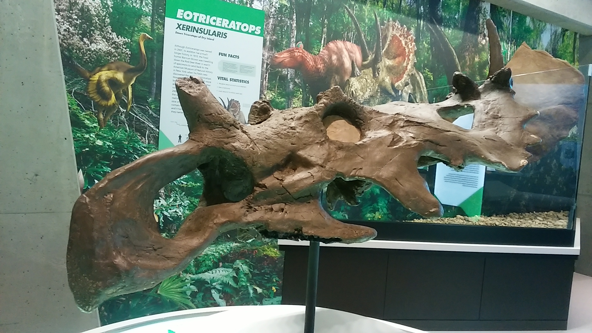 Odlitek dochované části lebky ceratopsida druhu Coronosaurus brinkmani. Tento rohatý dinosaurus obýval oblasti dnešní kanadské Alberty v období pozdní křídy, asi před 77 miliony let. Při délce do 6 metrů a hmotnosti kolem 2 tun představoval středně v