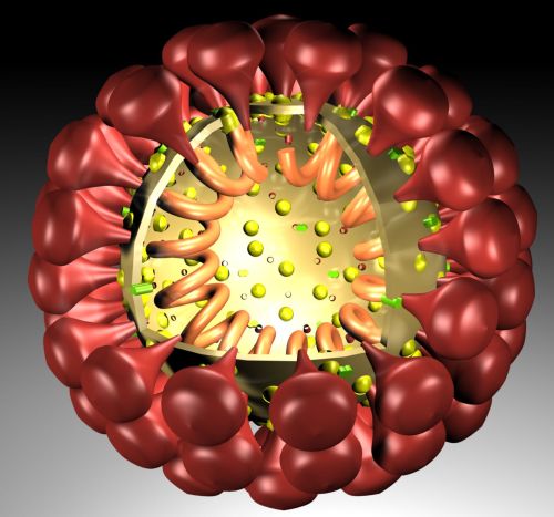 Koronavirus ze skupiny betakoronavirů. Kredit: Nilses / Wikimedia Commons.