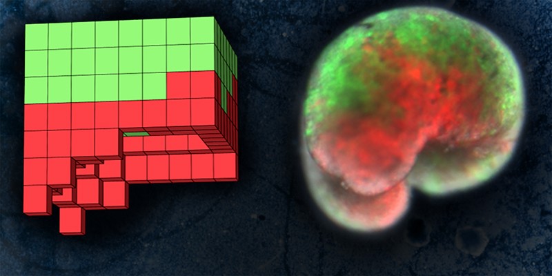 Xenobot. Vlevo schéma, vpravo hotový zombie strojek. Zeleně kožní buňky drápatky, červené buňky srdce. Kredit: Sam Kriegman / UVM.