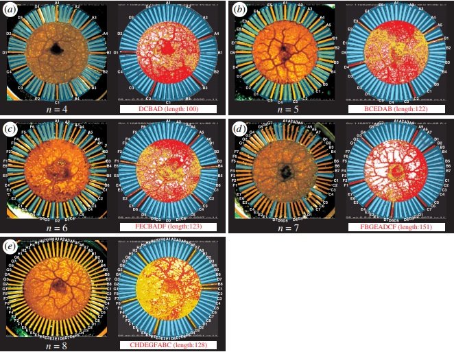 Výpočty hlenek. Kredit: Zhu et al. (2018), Royal Society Open Science.