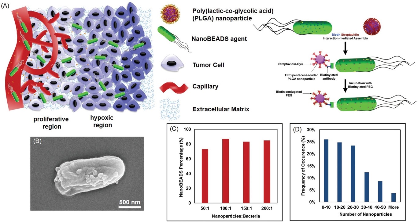 Technologie GM salmonel s protinádorovými nanočásticemi. Kredit: Suh et al. (2018).