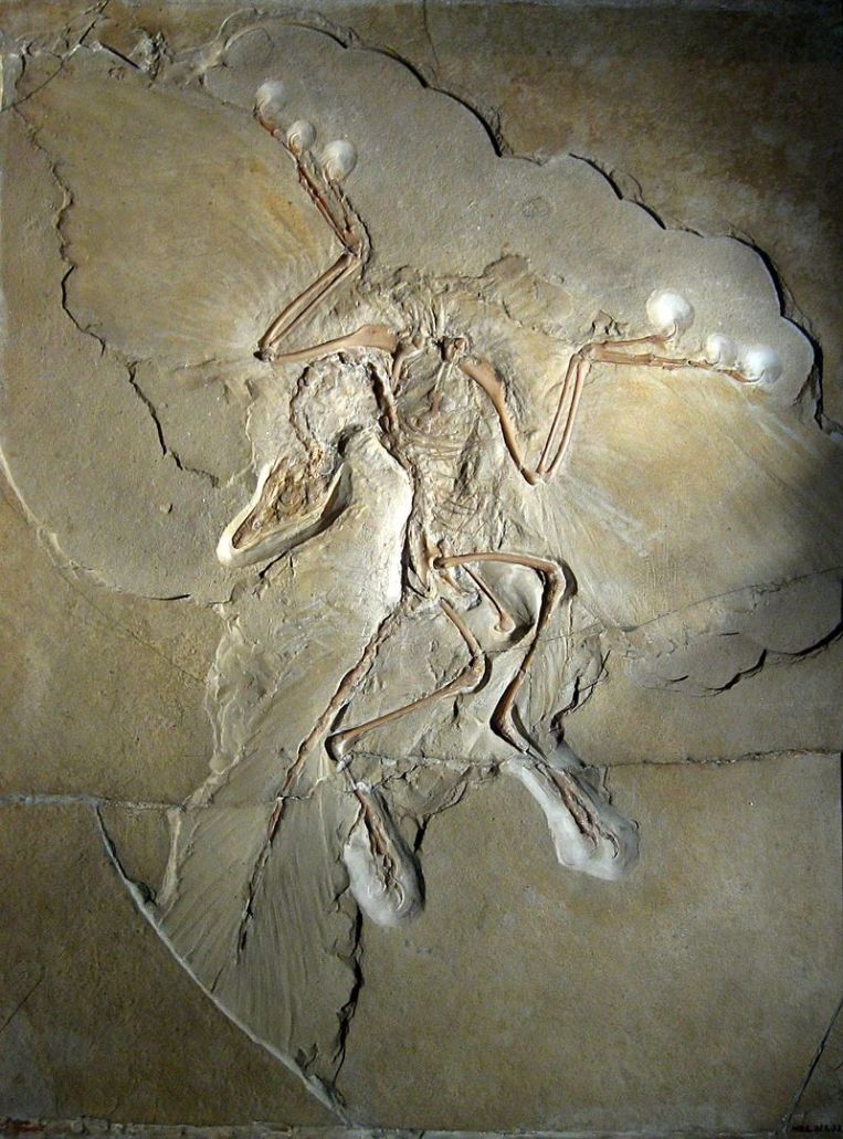 Nejkrásnější fosilie „praptáka“ archeopteryxe (Archaeopteryx lithographica) názorně dokládá, že teropodní dinosauři jsou blízce spřízněni se současnými ptáky. Kredit: H. Raab; Wikipedie (CC BY-SA 3.0)