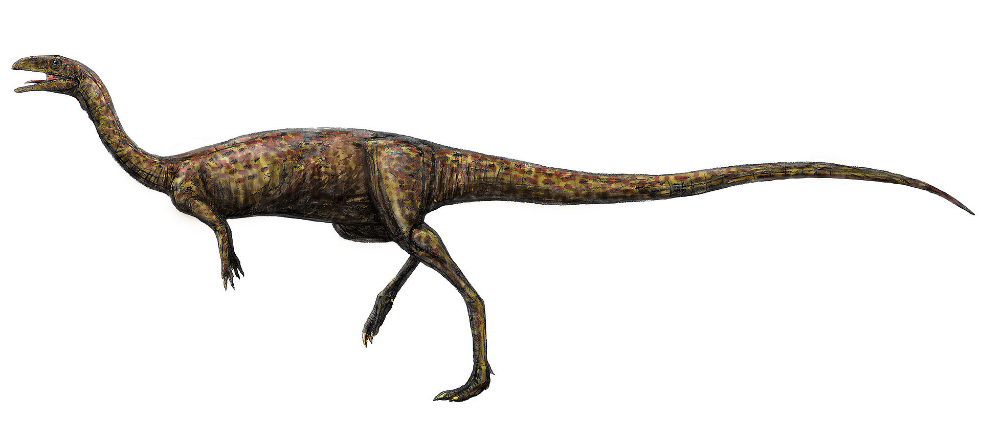 Elaphrosaurus bambergi byl středně velký, extrémně štíhlý a lehkonohý teropod. Obýval oblasti dnešní východní Afriky a možná i Severní Ameriky a některých dalších částí světa v období svrchní jury. Žil v době před 157 až 152 miliony let a byl tak sou