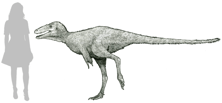 Rekonstrukce přibližného vzhledu druhu Moros intrepidus, menšího tyranosauroida žijícího o 30 milionů let dříve než jeho slavný příbuzný Tyrannosaurus rex. Při délce přes 3 metry dosahoval hmotnosti dospělého člověka. Kredit: Tom Parker; Wikipedie (C