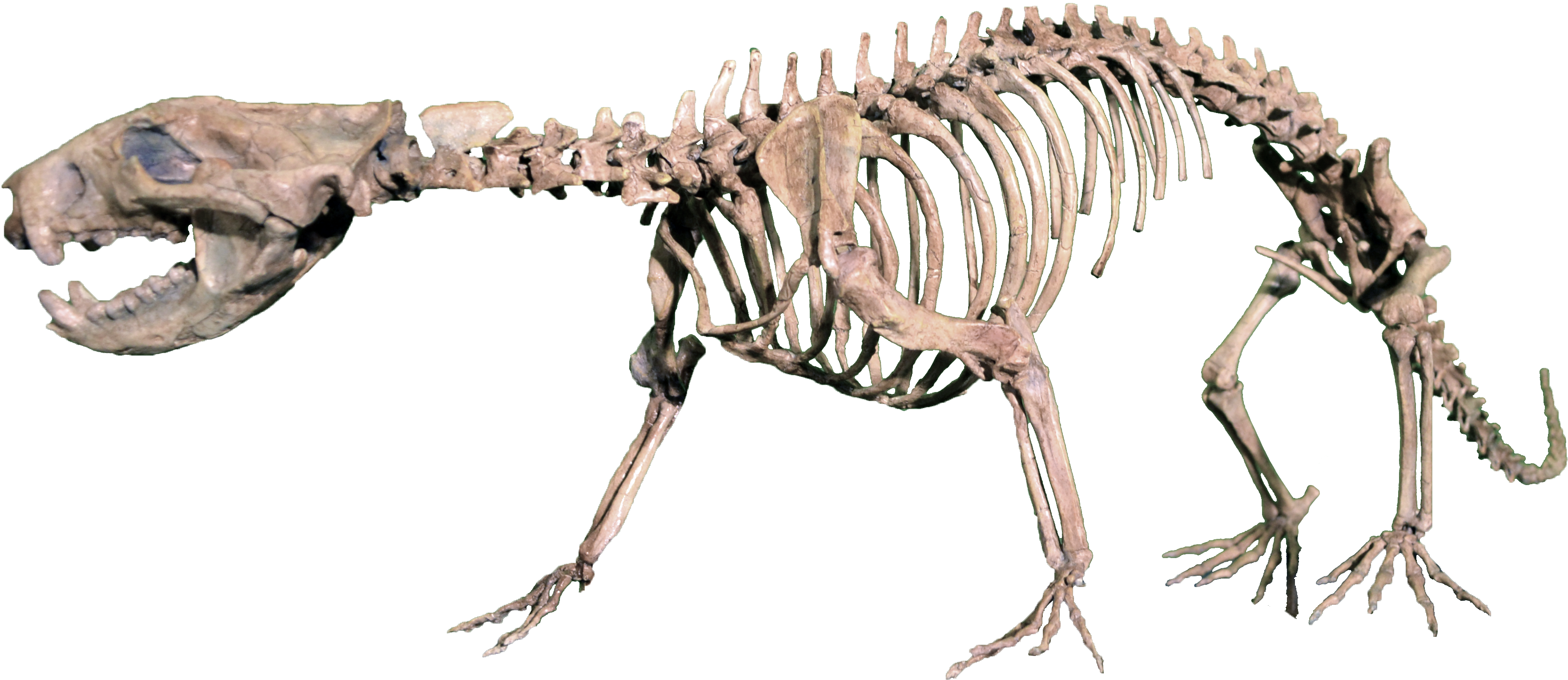 Rekonstruovaná kostra didelfodona, jednoho z největších savců úplného konce druhohorní éry. Při délce 1 metru a hmotnosti kolem 5 kilogramů byl mezi pozdně křídovými savci učiněným gigantem. Kredit: MCDinosaurhunter, Wikipedie (CC BY-SA 3.0)