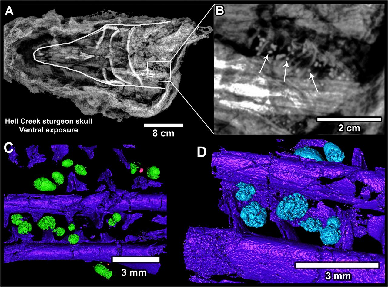 Jeden z mnoha fantastických objevů z lokality Tanis – fosilie nebohého jesetera, v jehož žábrách jsou stále patrné impaktní sférule (mikrotektity) z dopadu planetky Chicxulub v 3000 kilometrů vzdáleném Proto-Karibiku. Tato ryba tedy představuje jednu