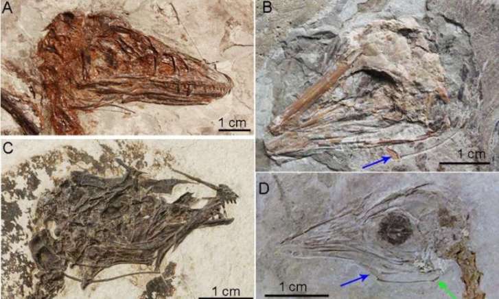 Výzkum jazylkového aparátu u skvěle zachovaných fosilií druhohorních praptáků a teropodních dinosaurů z Číny prokázal, že prakticky všichni teropodní dinosauři měli jazyk nejspíš pevně fixovaný ke spodnímu patru. To přitom platilo i pro velké a vývoj