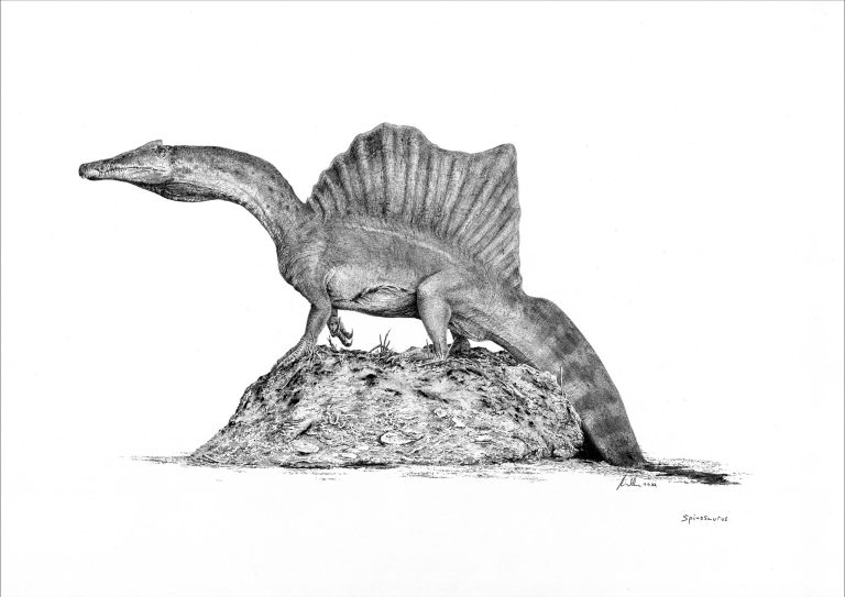 Moderní rekonstrukce obřího spinosauridního teropoda druhu Spinosaurus aegyptiacus. Tento neobvykle stavěný „obojživelný“ dravec si pravděpodobně dokázal obstarat potravu stejně tak dobře na souši, jako pod hladinou severoafrických křídových řek a je