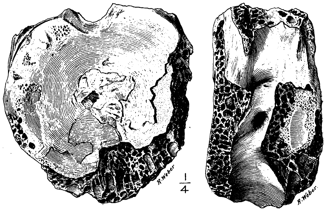 Ilustrace typového exempláře (AMNH 3982) druhu Manospondylus gigas, ve skutečnosti fragment krčního obratle druhu Tyrannosaurus rex. Původně dvojici obratlů z Jižní Dakoty popsal v roce 1892 paleontolog Edward Drinker Cope. Druh T. rex byl přitom for